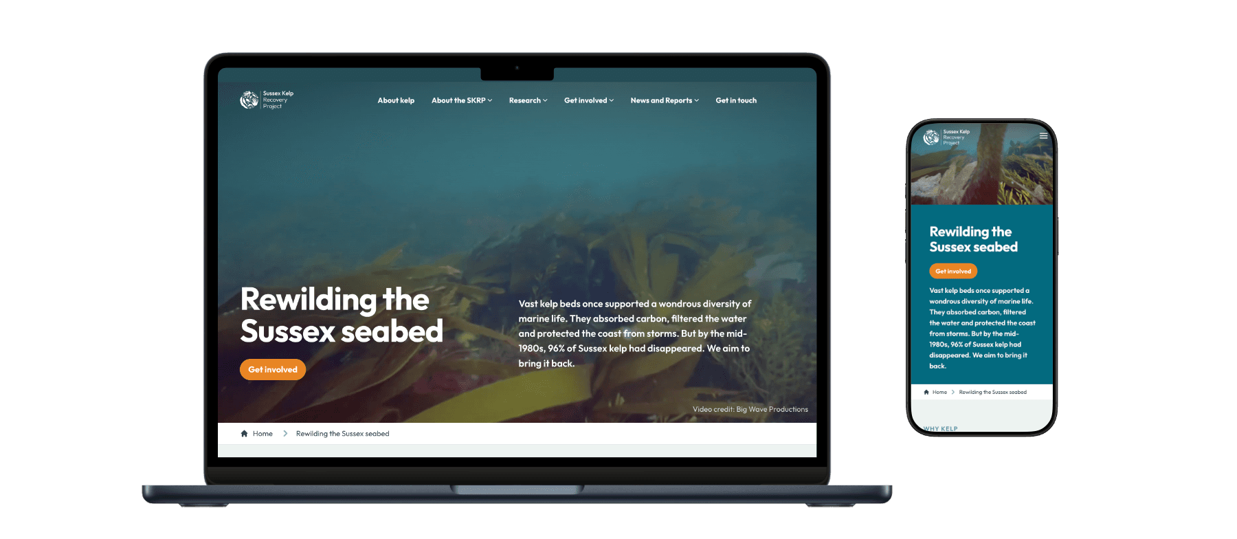 Sussex Kelp Recovery Project — project screenshot