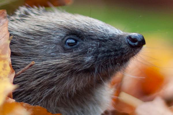 Sussex Wildlife Trust — project thumbnail