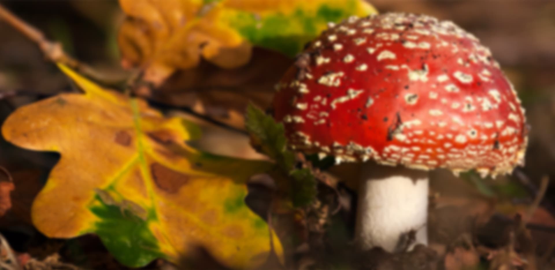 Sussex Wildlife Trust hero background image